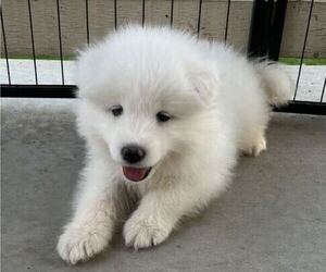 Samoyed Puppy for sale in AURORA, CO, USA