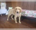 Small #5 Golden Retriever