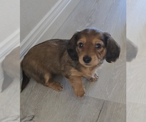 Dachshund Puppy for sale in COMMERCE, TX, USA