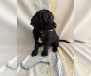 Labradoodle Puppy for sale in PRESCOTT VALLEY, AZ, USA