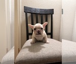 Small #2 French Bulldog