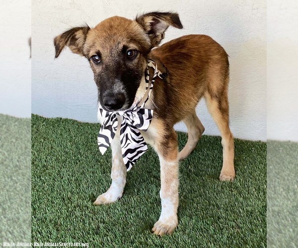 Medium Photo #2 Mutt Puppy For Sale in San Diego, CA, USA