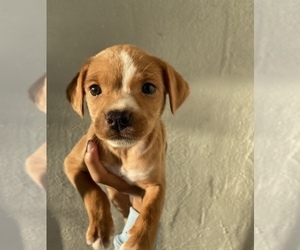 Chipin Puppy for sale in STOCKTON, CA, USA