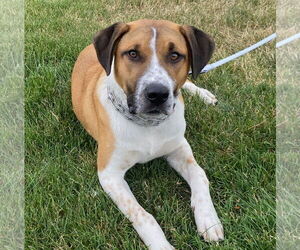 Retriever -Unknown Mix Dogs for adoption in GILBERTS, IL, USA