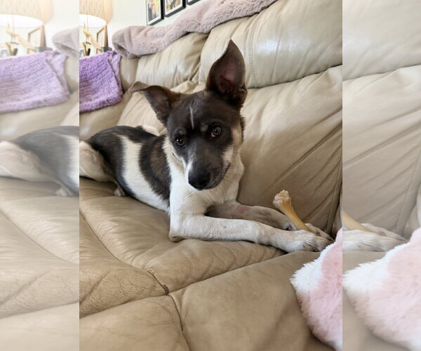 Medium Photo #1 Jack Russell Terrier-Unknown Mix Puppy For Sale in Holly Springs, NC, USA