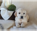 Small Photo #9 Golden Retriever Puppy For Sale in GREENCASTLE, PA, USA