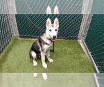 Small Siberian Husky