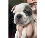 Small Photo #1 Boston Terrier Puppy For Sale in ROCHESTER, WA, USA