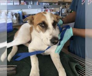 Mutt Dogs for adoption in Riverside, CA, USA