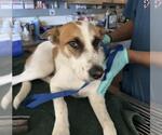 DAKOTA - Female Mutt Dog for Adoption - Small photo