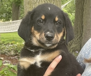 Euro Mountain Sheparnese Puppy for sale in FOWLER, MI, USA