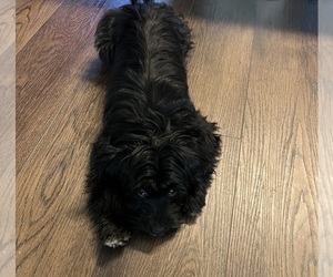 Havanese Puppy for sale in LA PLATA, MD, USA