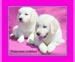 Small Photo #6 English Cream Golden Retriever Puppy For Sale in PRINCETON, WV, USA