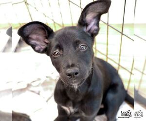 Labrador Retriever-Unknown Mix Dogs for adoption in Washington, DC, USA