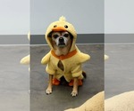 Small Chihuahua Mix