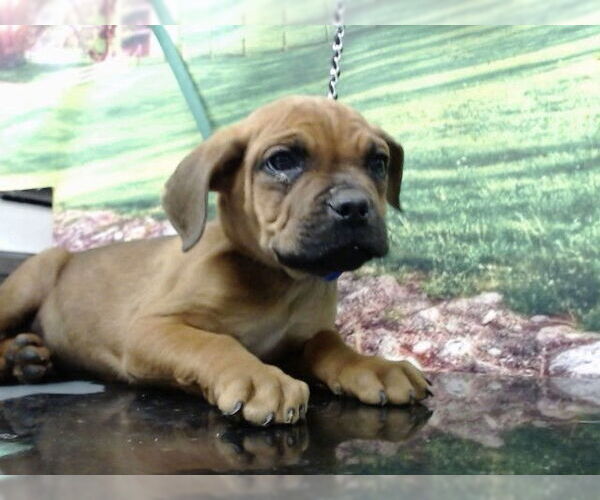 Medium Photo #1 Mastiff-Unknown Mix Puppy For Sale in Moreno Valley, CA, USA
