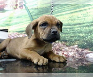 Mastiff-Unknown Mix Dogs for adoption in Moreno Valley, CA, USA