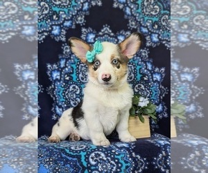 Pembroke Welsh Corgi Puppy for sale in QUARRYVILLE, PA, USA