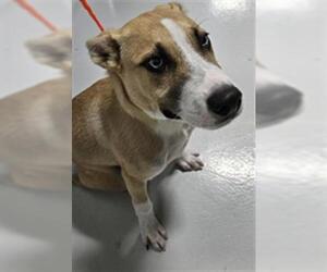 German Shepherd Dog-Unknown Mix Dogs for adoption in Temple, TX, USA