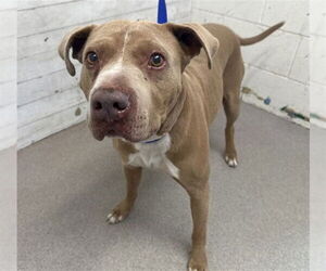 Mutt Dogs for adoption in San Bernardino, CA, USA