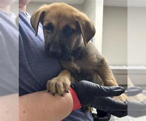 German Shepherd Dog-Unknown Mix Dogs for adoption in Pasadena, TX, USA
