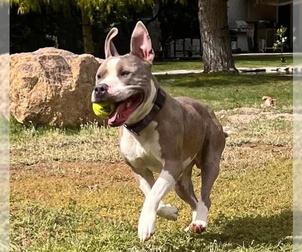 Medium Photo #1 American Pit Bull Terrier-Unknown Mix Puppy For Sale in Las Vegas, NV, USA