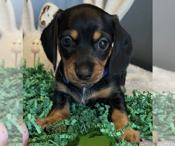 Medium Photo #1 Dachshund Puppy For Sale in AYLETT, VA, USA