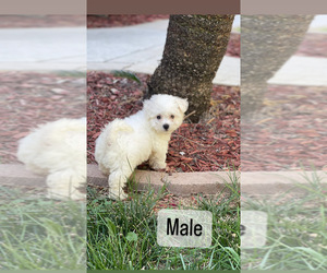 Medium Bichon Frise