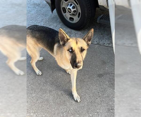 Medium Photo #1 German Shepherd Dog Puppy For Sale in Houston, TX, USA