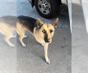 German Shepherd Dog Dogs for adoption in Houston, TX, USA