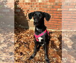 Small Labrador Retriever Mix