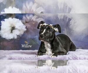 American Pit Bull Terrier Dogs for adoption in Clayton, CA, USA