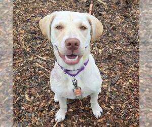 Labrador Retriever-Unknown Mix Dogs for adoption in Waterford, VA, USA