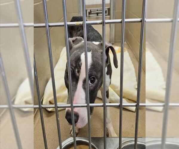 Medium Photo #1 Mutt Puppy For Sale in Decatur, IL, USA