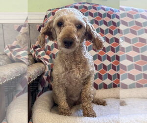 Poodle (Miniature) Dogs for adoption in Pacolet, SC, USA