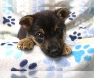 Mutt Dogs for adoption in Thief River Falls, MN, USA