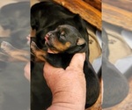 Small Photo #9 Rottweiler Puppy For Sale in WRAY, CO, USA