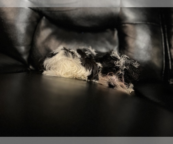 Medium Photo #14 Maltipoo Puppy For Sale in BRIDGEPORT, CT, USA