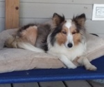 Small Photo #1 Shetland Sheepdog Puppy For Sale in BAINBRIDGE, GA, USA