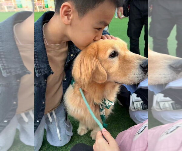 Medium Photo #2 Golden Retriever Puppy For Sale in West Hollywood, CA, USA