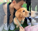 Small #1 Golden Retriever