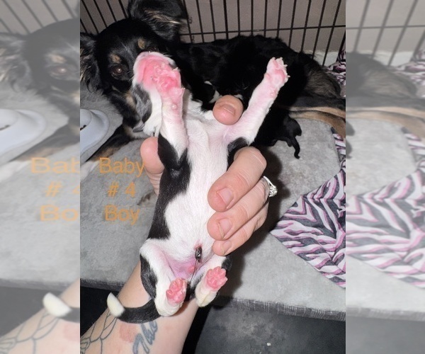 Medium Photo #13 Border-Aussie Puppy For Sale in MADRID, IA, USA