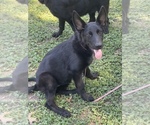Small #5 German Shepherd Dog