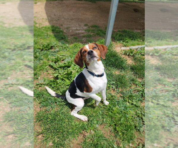 Medium Photo #3 Beagle Puppy For Sale in Evansville, IN, USA