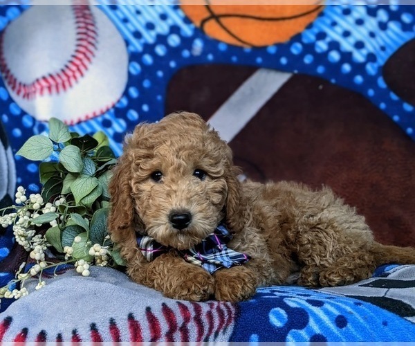 Medium Photo #3 Goldendoodle (Miniature) Puppy For Sale in AIRVILLE, PA, USA