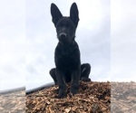 Small Photo #1 German Shepherd Dog Puppy For Sale in STANWOOD, WA, USA