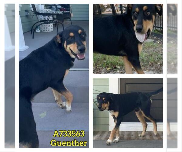 Medium Photo #2 Rottweiler Puppy For Sale in San Antonio, TX, USA