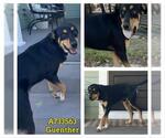 Small #1 Rottweiler