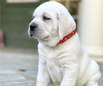Small Photo #45 Labrador Retriever Puppy For Sale in GLENDALE, CA, USA