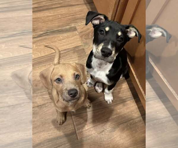 Medium Photo #8 Australian Shepherd-Catahoula Leopard Dog Mix Puppy For Sale in Cave Creek, AZ, USA